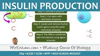 Insulin Production  GM Bacteria  GCSE Biology 91 [upl. by Victorine]