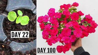 RIGHT Way To GROW Impatiens from Seeds  START to FINISH [upl. by Ardnic]