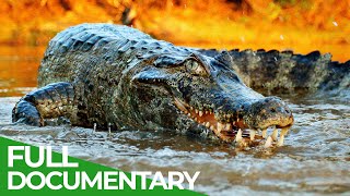 Wildlife  Episode 2 Crocodiles Alligators Caimans amp Gharials  Free Documentary Nature [upl. by Allissa]