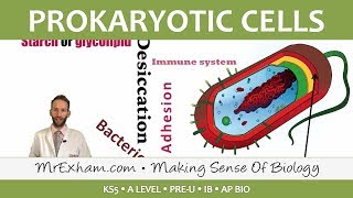 Prokaryotic Cells  Introduction and Structure  Post 16 Biology A Level PreU IB AP Bio [upl. by Navanod]