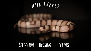 Milk Snake Care and Maintenance [upl. by Birmingham]