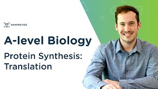 Protein Synthesis Translation  Alevel Biology  OCR AQA Edexcel [upl. by Aiela]