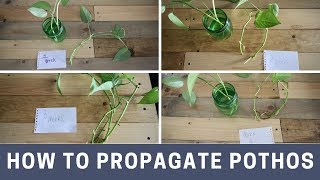 How to propagate pothos [upl. by Narat]