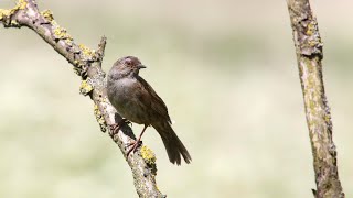 Dunnock singing [upl. by Oirifrop]