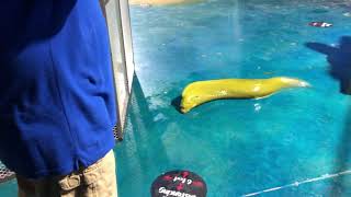 Moray Eel Escapes From Aquarium [upl. by Irolav]