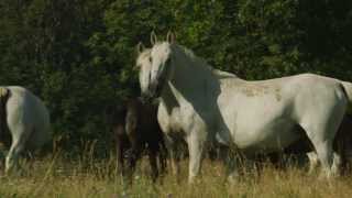 Lipica  The Cradle of the Lipizzaner [upl. by Wye]