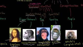 Taxonomía y el árbol de la vida  Herencia y evolución  Biología  Khan Academy en Español [upl. by Nolaj]