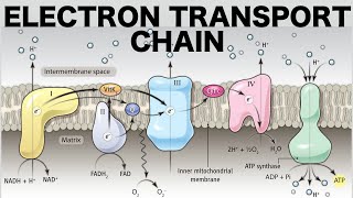 Electron Transport Chain Oxidative Phosphorylation [upl. by Onek]