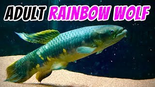 Rainbow Wolf Fish Update Erythrinus erythrinus  Fully Grown [upl. by Littlejohn]