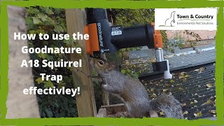 Goodnature A18 Squirrel Trap [upl. by Nodal173]