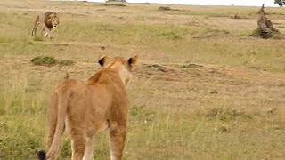 Big male lion shows lioness how to deal with hyenas [upl. by Neelrak]