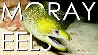 Moray Eels in Hawaii  HD Ocean Documentary  Oceanic Patrol [upl. by Enattirb]