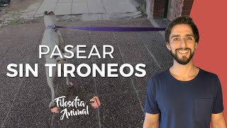 Cómo PASEAR a tu perro sin TIRONEAR [upl. by Larine]