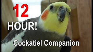 Cockatiel Companion 12 HOURS of BIRD NOISE Play this to your Cockatiel [upl. by Maressa]