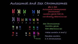 Reading Karyotypes [upl. by Root]