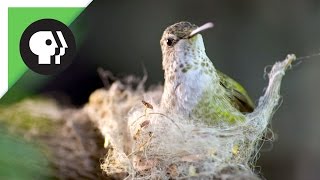 Hummingbird Builds Tiny Nest [upl. by Elesig]