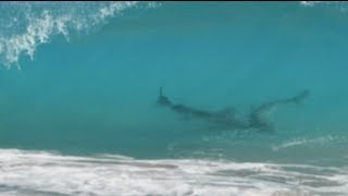 Thousands of sharks close to shore shuts Florida beaches [upl. by Yorgos324]