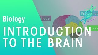 Introduction to The Brain  Physiology  Biology  FuseSchool [upl. by Annaitsirhc]