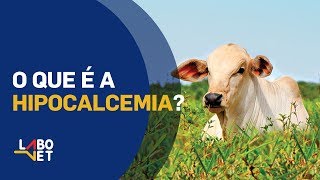 O que é HIPOCALCEMIA FEBRE DO LEITE em Vacas Leiteiras [upl. by Aitnas]