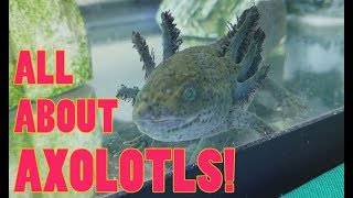 How to Care for Axolotls [upl. by Dier860]