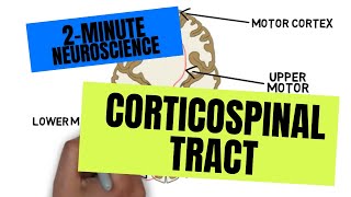 2Minute Neuroscience Corticospinal Tract [upl. by Fiske]