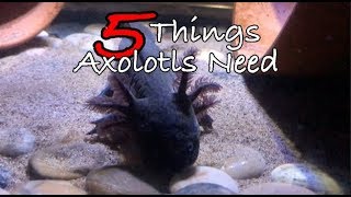 5 Things Axolotls Need  Axolotl Care For Beginners [upl. by Anilra702]