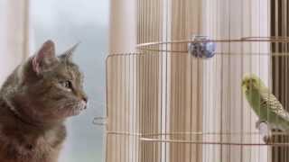 Freeview TV Ad  Cat amp Budgie catandbudgie [upl. by Neelyaj]