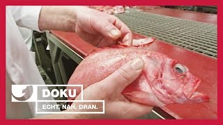 So kommt der Fisch auf den Teller  Experience  Die Reportage  kabel eins Doku [upl. by Merill]