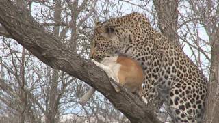 Young leopard catches a domestic dog [upl. by Telimay]