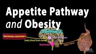 The Brains HungerSatiety Pathways and Obesity Animation [upl. by Bow]