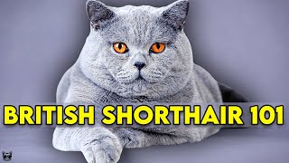 British Shorthair Cat 101  Learn EVERYTHING About Them [upl. by Schott537]