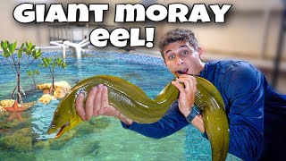 Catching GIANT GREEN MORAY EEL For My POND [upl. by Iadam]