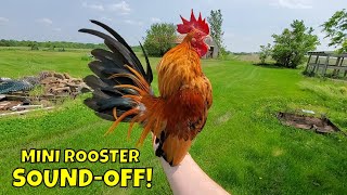 🐓 Serama Chicken Update 🐓 Miniature Chickens as indoor pets 🐤 [upl. by Arebma]