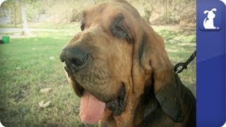 Bloodhound  Doglopedia [upl. by Lilla]