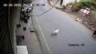 Leopard picks up dog in Himalayan town [upl. by Rashidi]