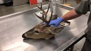 How to Collect Lymph Nodes From a Deer to Submit for CWD Testing [upl. by Solim]