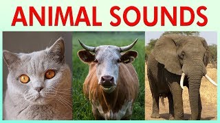 ANIMAL SOUNDS COMPILATION for Preschoolers Kindergarten  Kids Learning Videos [upl. by Qerat708]