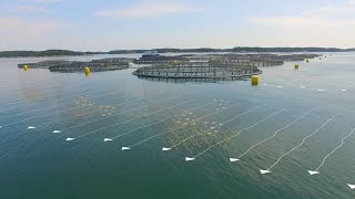 The Future of Ocean Farming Innovations in Aquaculture [upl. by Bencion]