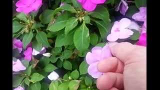 How to Harvest Free Impatiens Seeds [upl. by Huoh]