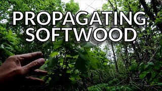 Propagating Rooting Oak Trees from Softwood Cuttings [upl. by Ahsropal804]