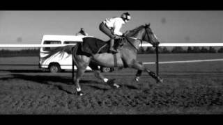 Galloping Horse in Super Slow Motion [upl. by Emorej]