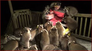 Mobbed by Raccoons 25 Tuesday Night 03 Nov 2020 [upl. by Tips826]