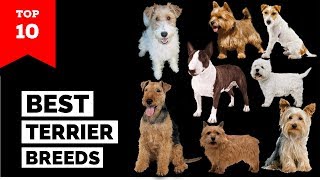 Terrier Breeds – Top 10 Popular Terrier Dogs [upl. by Auroora777]