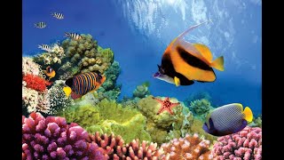 Ocean Habitats Ocean Life Education Primary Curriculum Resource 1 [upl. by Anasor]