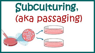 Subculturing cells  Cell culture basics [upl. by Nedap]