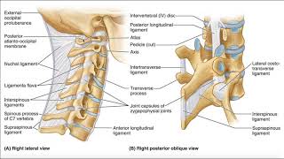 Major Ligaments of the Cervical Spine [upl. by Liebman]