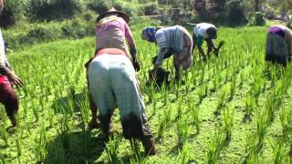 Azolla Harvest in Paddy amino acid rich sustainable [upl. by Kenneth]