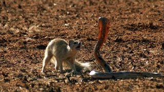 Mongoose Vs Cobra  Smithsonian Channel [upl. by Nosaes648]