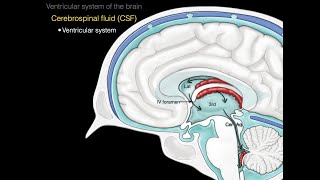 The ventricular system [upl. by Skoorb]