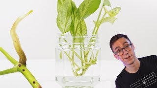 How To Propagate Pothos Cuttings  2 BEST Methods [upl. by Komara410]